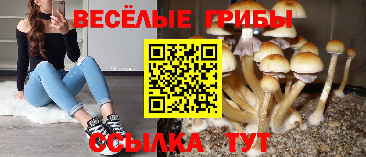 Псилоцибиновые грибы Psilocybine cubensis  Вход с VPN  Озёры 